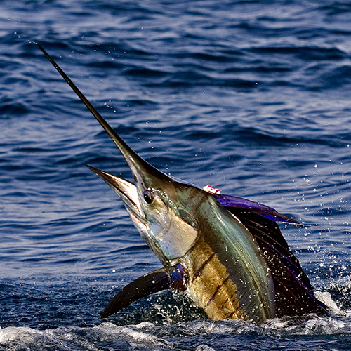 Alphonse Fishing Company - Seychelles - Saltwater Fly Fishing