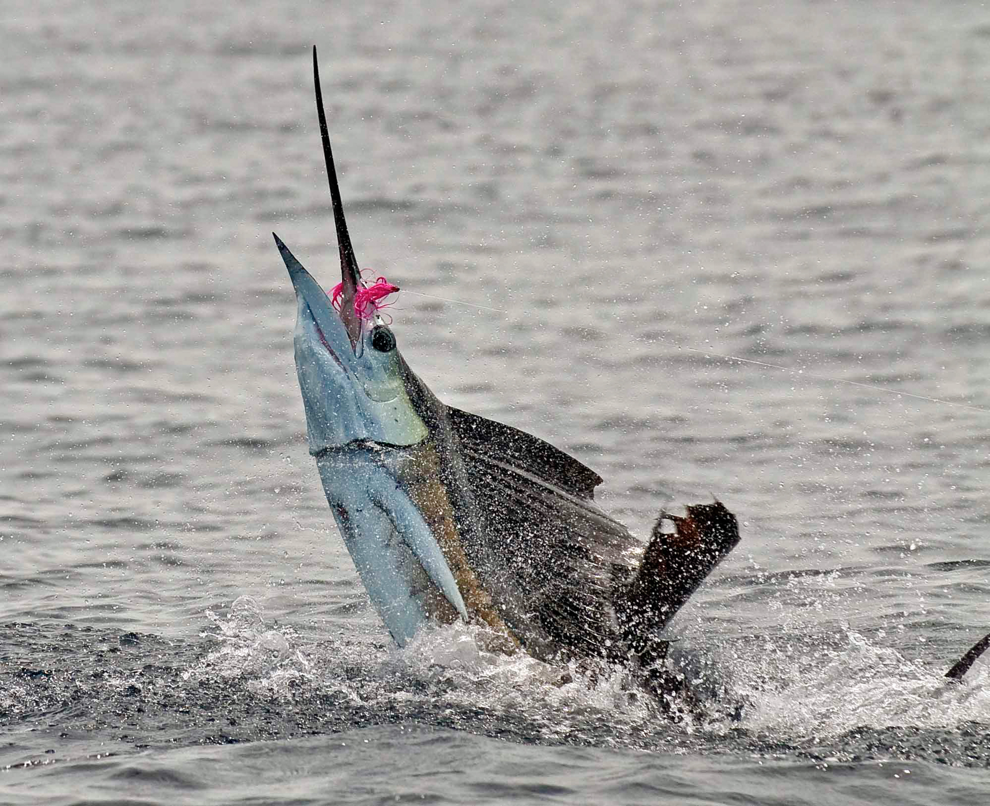 STEP BY STEP GUIDE for You to land a Sailfish on Fly!!! - Alphonse