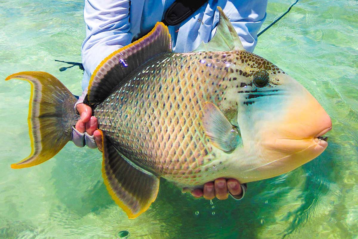Triggerfish-Alphonse-Seychelles