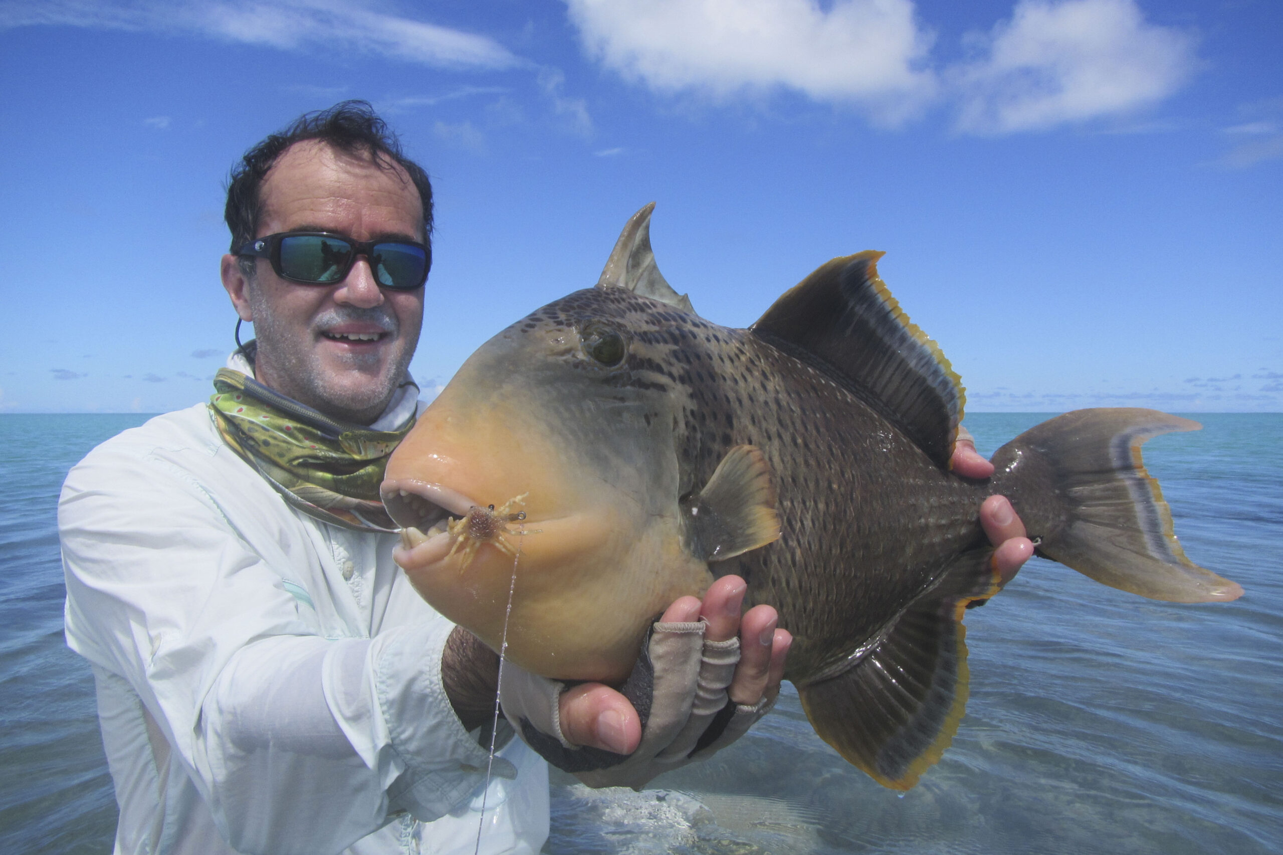 seychelles-triggerfish