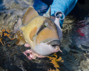 seychelles-alphonse-island-triggerfish