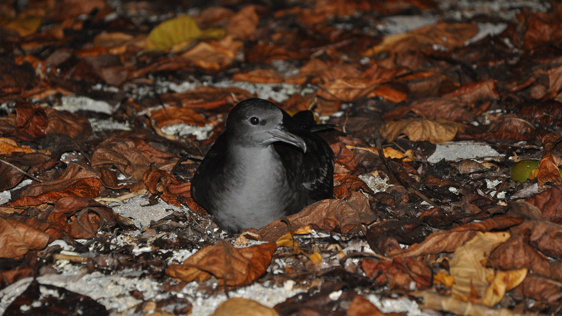 conservation-Wedgetail-Shearwater-Project