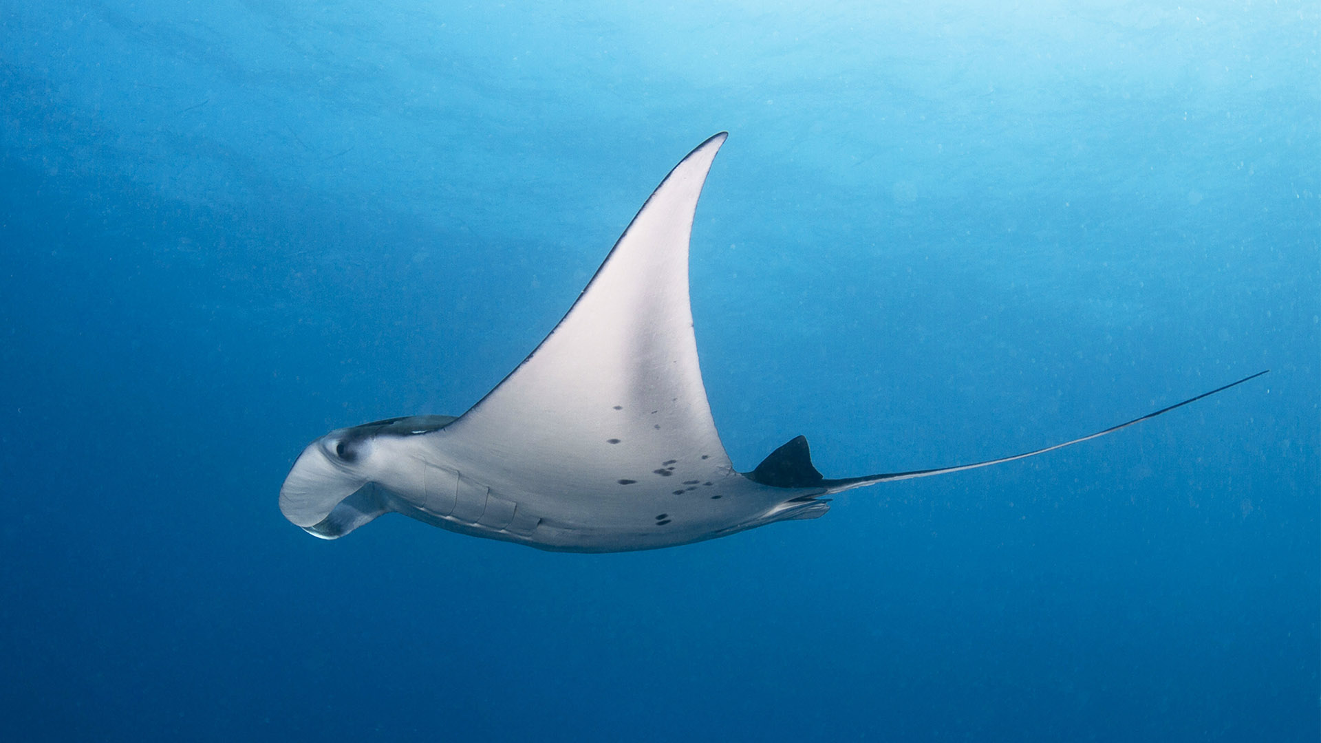 conservation-Manta-Ray-Project